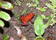 Strawberry dart frog