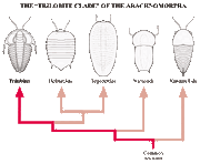 Trilobite clade