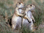 Prairiedogs