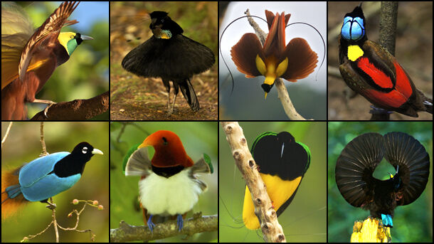 Birds of Paradise Sexual Selection.jpg