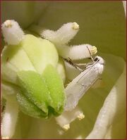 Yucca moth