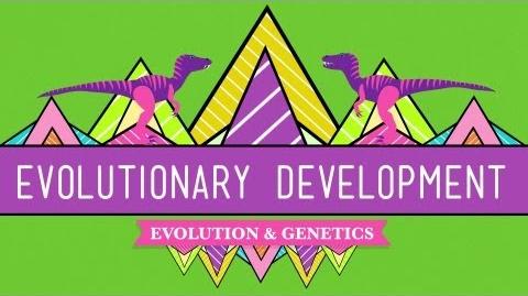 Evolutionary_Development_Chicken_Teeth_-_Crash_Course_Biology_17
