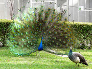 Peacock display