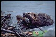 Beaverdam