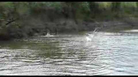 Wild_Jumping_Carp_On_Illinois_River-0