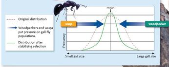 Stabilizing selection