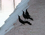 Grackles lekking