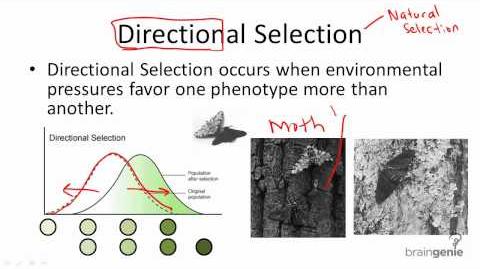 Directional Selection