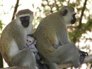 Photo1 Albums Album1 Large PC074783 Vervet monkey with baby11-300x225.jpg