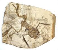 Fossil