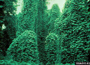 Kudzu.jpg