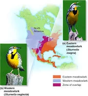 Meadowlark
