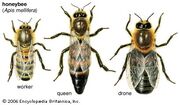 Bees- Queen, worker, drone.jpg