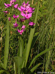 Calopogon-tuberosa-10