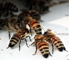 Honeybees.jpeg