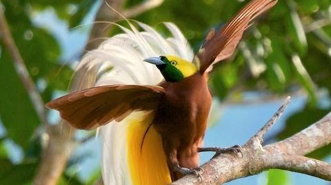 Lesser Bird-of-Paradise