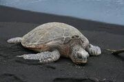 Green turtle