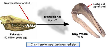 Intermediate Gray Whale Species