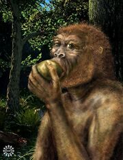 Kate human diet evolution