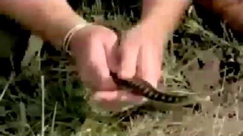 Example_of_Evolutionary_Arms_Race_newt_VS_garter_snake