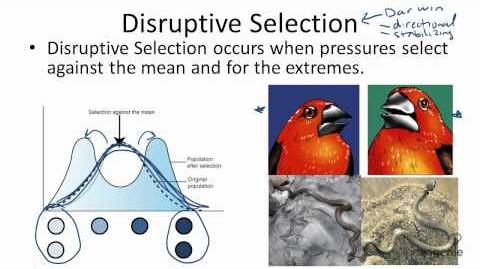 Type of Selection: Disruptive, Directional, Stabilizing, and Artificial.
