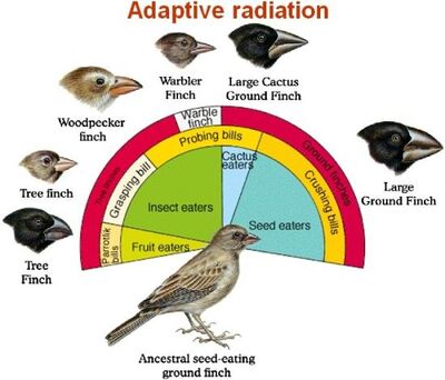 Adaptive-radiation Darwins finches