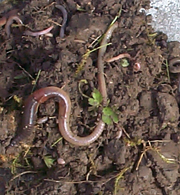 Earthworm