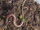 Ecotype