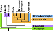 Reptileclade2