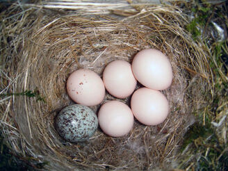 Eastern Phoebe-nest-Brown-headed-Cowbird-egg