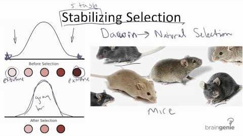 Stabilizing_Selection