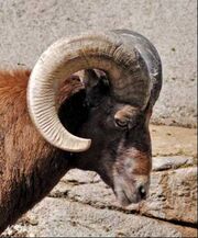 Male bighorn