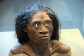 Homo floresiensis on display in the Hall of Human Origins in the Smithsonian Museum of Natural History in Washington, D.C.  

Image Credit: Tim Evanson.
http://www.flickr