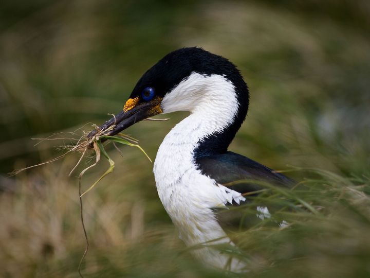 Shag.jpg