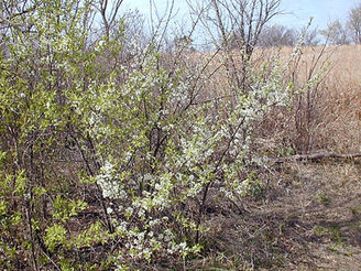American plum.jpg