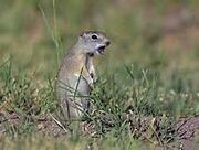 Beldings Ground Squirrel