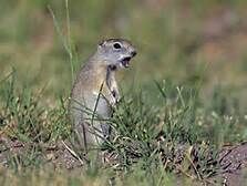 Beldings Ground Squirrel.jpg