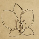 A crimson orchid[39]