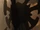 Sol Regem hears that humans returned to Xadia.png