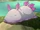GiantSeaSlug.jpg