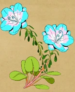 A Xadiazelia blooming in the colors of the Transgender flag[29]