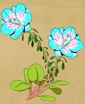 A Xadiazelia blooming in the colors of the Transgender flag