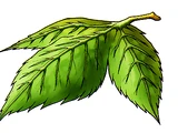 Yggdrasil leaf