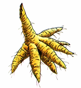 DQIV Feverfew Root