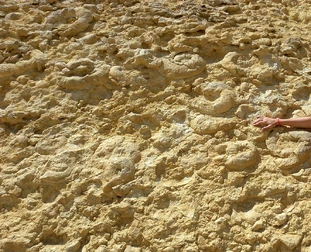 A photograph of a collection of clearly visible ammonite fossils on the surface of the Maktesh Ramon. The area would've been one frequently crossed for trade and could've been the inspiration for various myths.