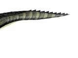 Bahamut
