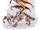 Dracolich.png