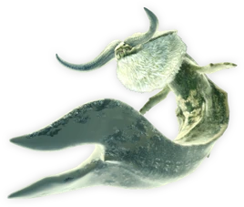 3rdGen-Ceadeus Render 001