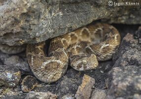 Echis carinatus3