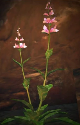 Dragon's Dogma - Purple Anise